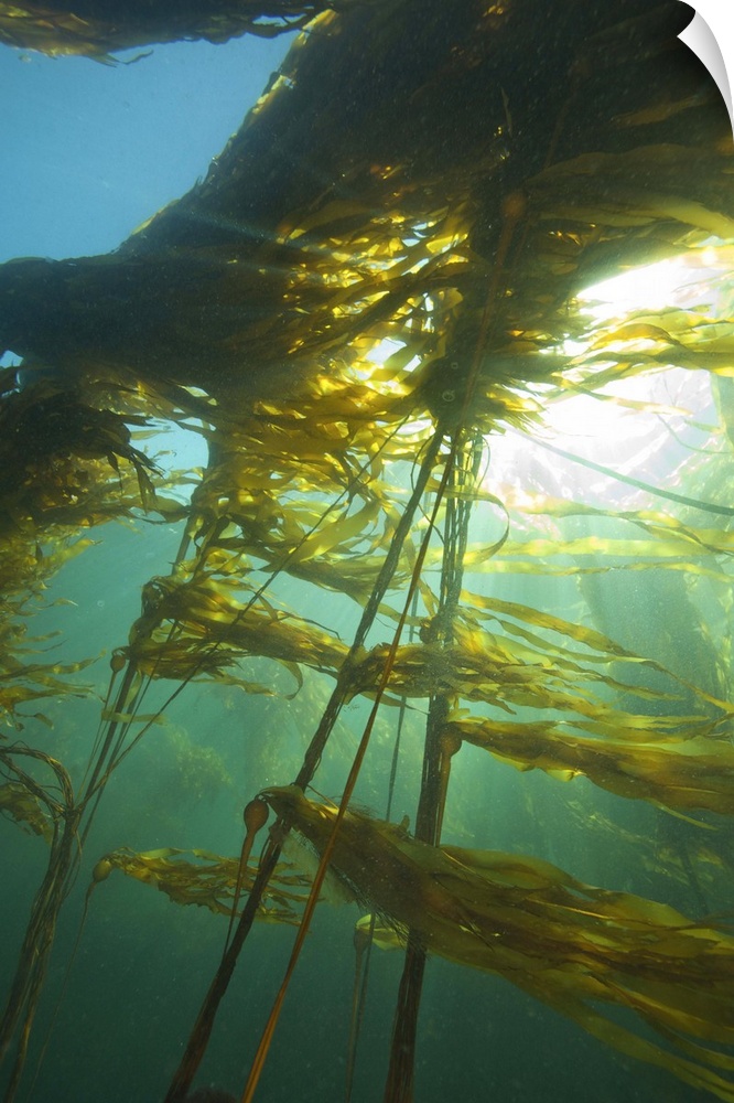 Giant Kelp (Macrocystis integrefolia), Browning Passage, Scuba Diving, Northern Vancouver Island, British Columbia, Canada