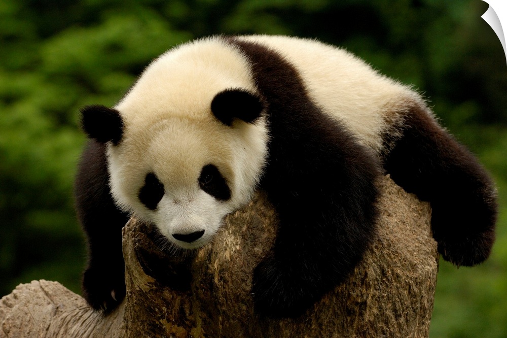 Giant panda baby (Ailuropoda melanoleuca) Family: Ailuropodidae. Wolong China Conservation and Research Center for the Gia...