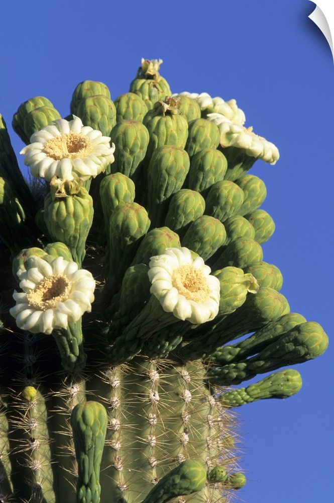 Giant saguaro cactus (Cereus giganteus) in bloom, Saguaro National Park, Tucson, Arizona.