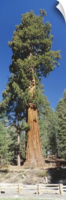 Giant Sequoia tree in Giant Forest, Sequoia Kings Canyon Nat'l Park, CA
