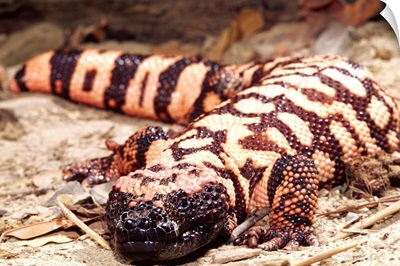 Gila Monster, Heloderma suspectum, Native to South Western US