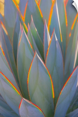 Glowing Agave