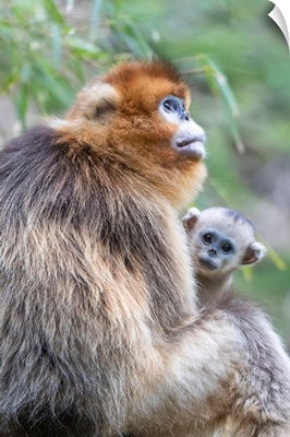 Golden Snub-Nosed Monkey, China, Shaanxi Province, Foping National Nature Reserve