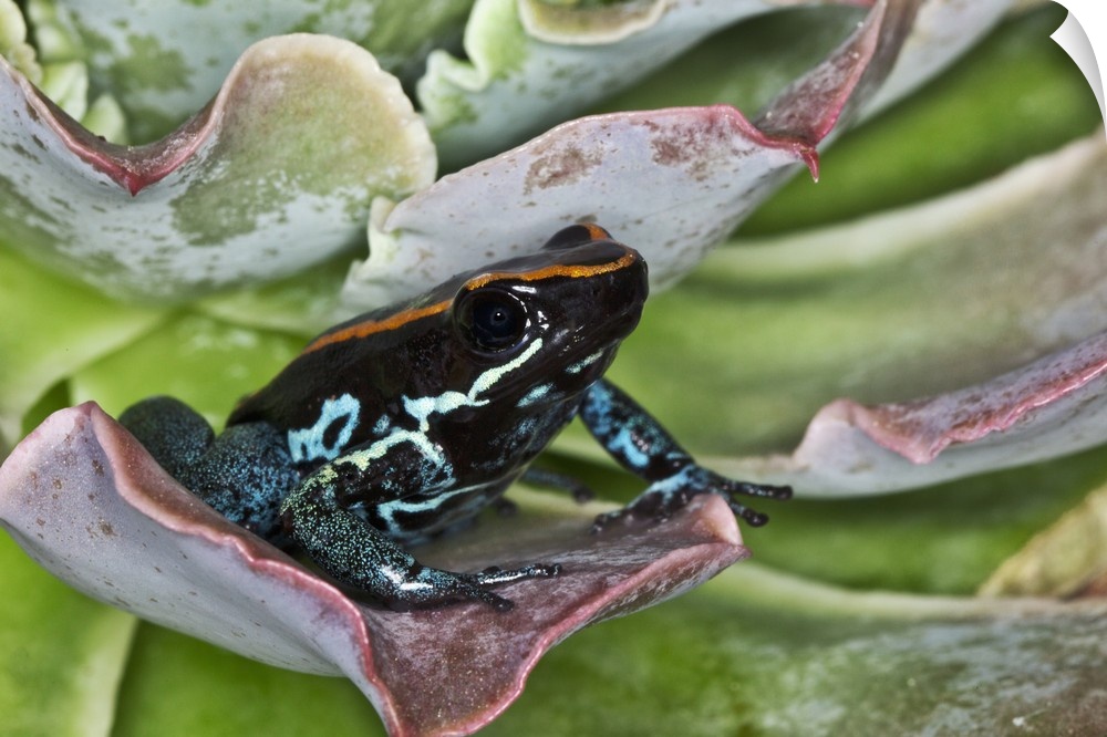 Golfodulcean Poison Frog, Phyllobates vittatus