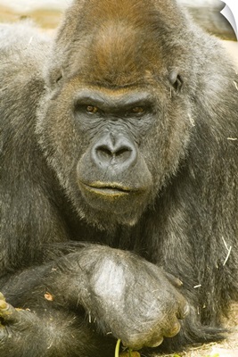 Gorilla strikes pensive pose. Captive