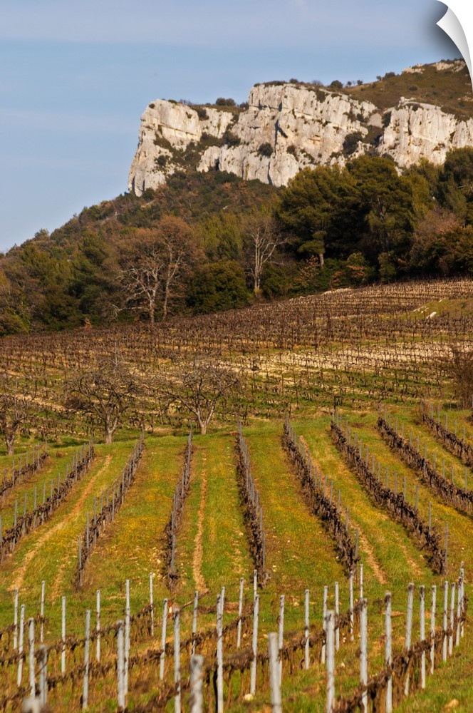 Graphic pattern vineyard and mountain cliff  Ch..teau Barbanau and Clos Val-Bruyere Cassis Cote d...Azur Var France