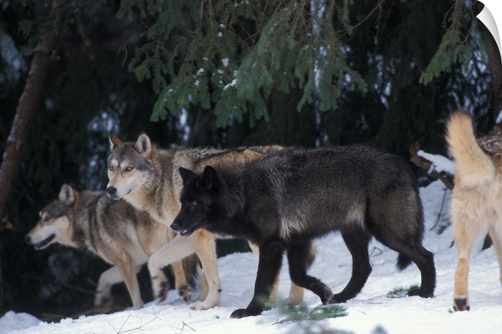 Gray wolf (Canis lupus) pack in the foothills of the Takshanuk mountains, northern southeast Alaska.