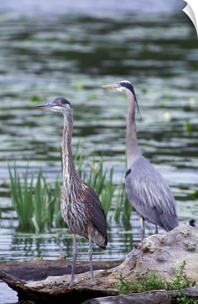USA, Washington State, Juanita Bay Wetlands. Great Blue Heron pair standing on log