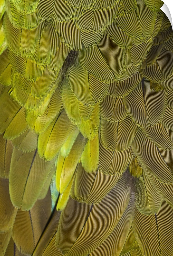 Great Green Macaw feather pattern,  Ara ambiguus, also known as Buffon's Macaw.