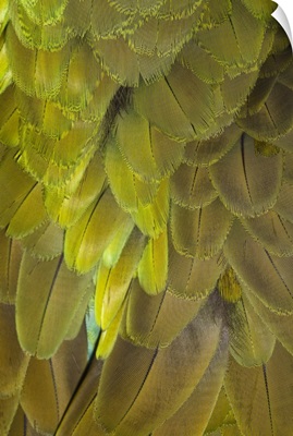 Great Green Macaw feather pattern, Ara ambiguus, also known as Buffon's Macaw