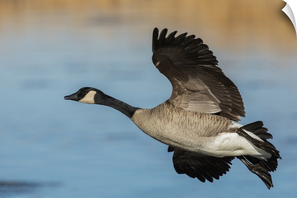 Greater Canada goose. Nature, Fauna.
