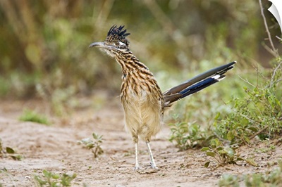 Greater Roadrunner (Geococcyx californianus) excited adult, foraging