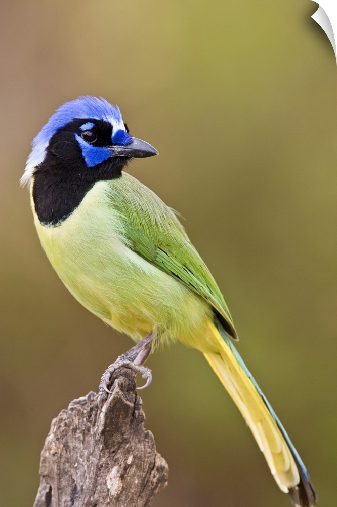 Green Jay (Cyanocorax yncas) adult perched in South Texas thorn brushlands, USA.