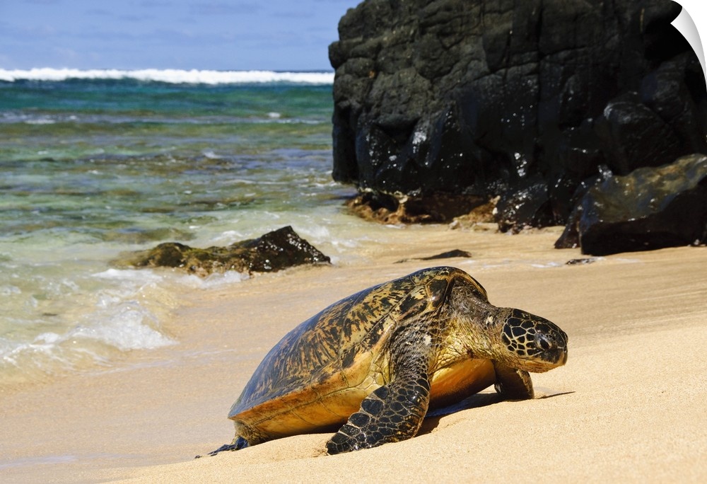 Green Sea Turtle (Chelonia mydas) comes ashore, close-up with lava rocks, Hideaways Beach, Princeville, Kauai, Hawaii