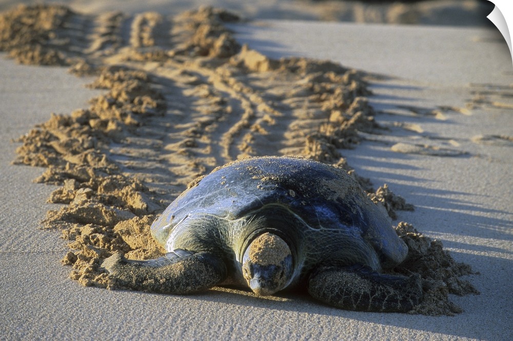 Green Sea Turtle (Chelonia mydas). Female returning to sea after nesting, Ascension Island, Atlantic Ocean.
