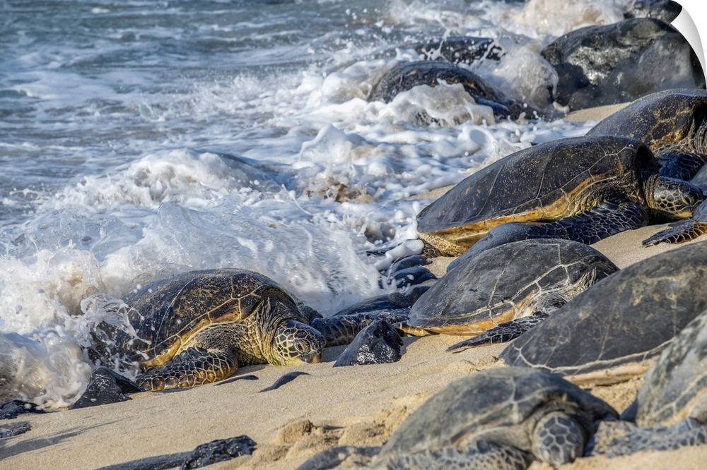 Green sea turtles, Maui, Hawaii, USA.