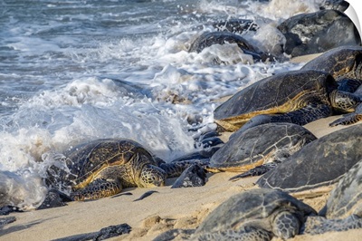 Green Sea Turtles, Maui, Hawaii, USA