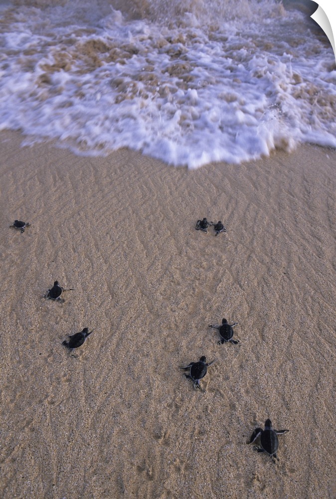 Green Turtle, (Chelonia mydas), hatchlings head to sea, Ascension Island, South Atlantic Ocean.