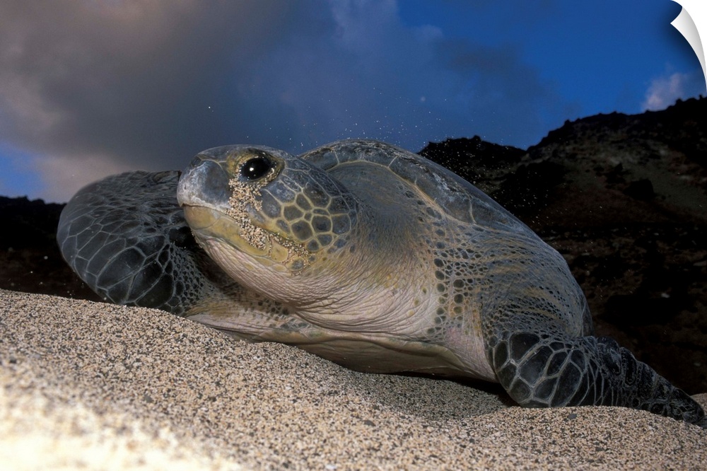 Green Turtle (Chelonia mydas) nesting female on beach, Ascension Island, South Atlantic Ocean.