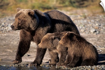 Grizzly Bear, Brown Bear, Sow With Cubs, Katmai National Park, Alaskan Peninsula