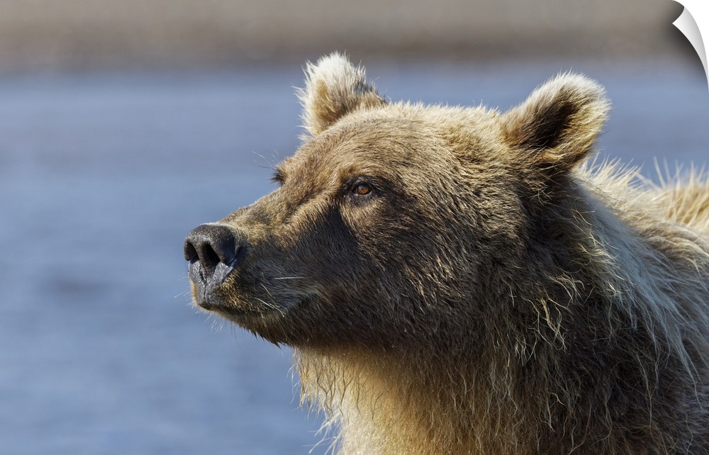 Grizzly bear close-up, Lake Clark National Park and Preserve, Alaska. United States, Alaska.