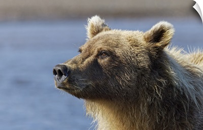 Grizzly Bear Close-Up, Lake Clark National Park And Preserve, Alaska
