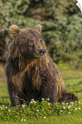 Grizzly Bear Eating Clover, Lake Clark National Park And Preserve, Alaska