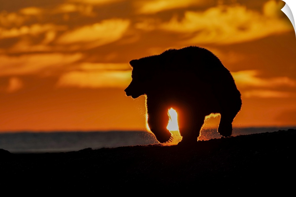 Adult grizzly bear silhouetted on beach at sunrise, Lake Clark National Park and Preserve, Alaska, Silver Salmon Creek. Un...