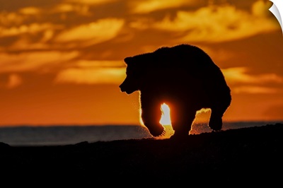 Grizzly Bear, Sunrise, Lake Clark National Park Preserve, Alaska, Silver Salmon Creek