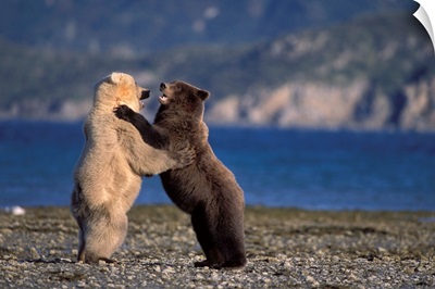 Grizzly bear, with rare blond bear, Katmai National Park, Alaskan peninsula