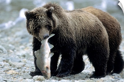 Grizzly Cub carrying Salmon in his Mouth, Alaska, Katmai Peninsula