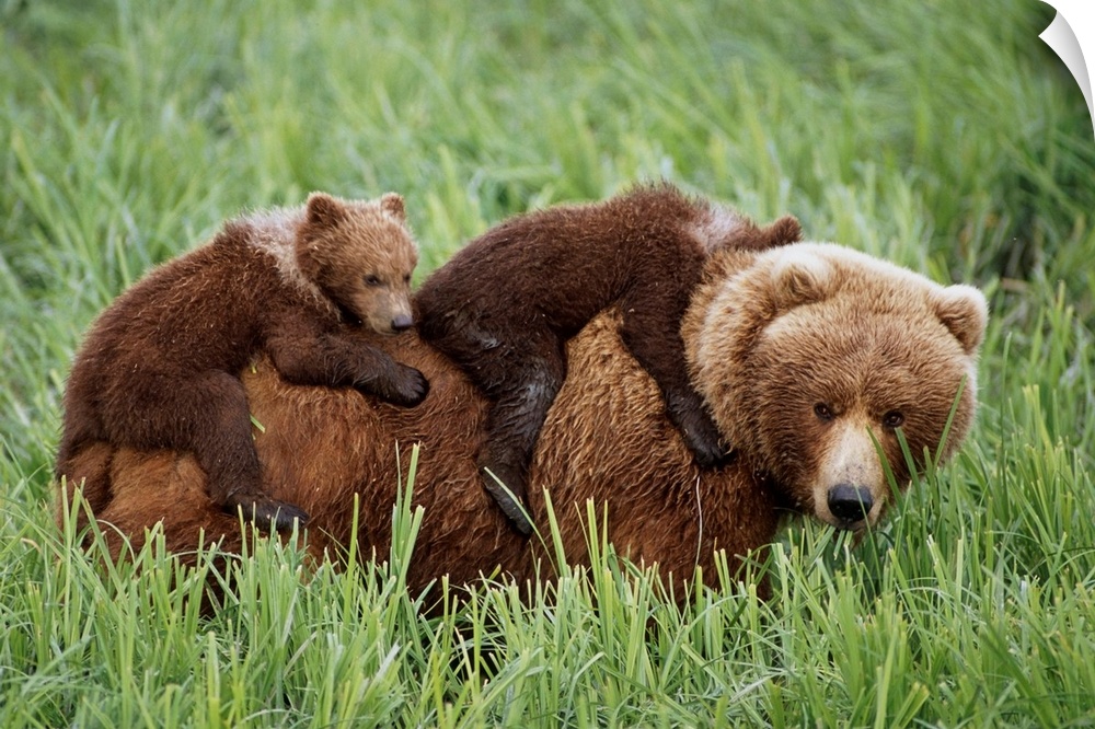 Grizzly Cubs Ride On Top Of Their Mother As She Walking Through Grass Near Mcneil River. Summer In Southwest Alaska.