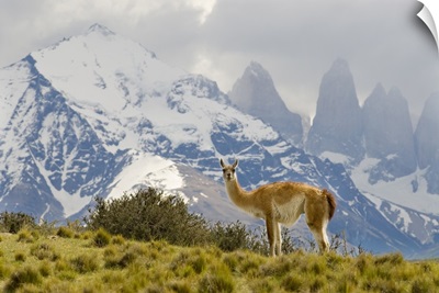 Guanaco with Paine Tower, Torres Del Paine National Park, Chile, Patagonia