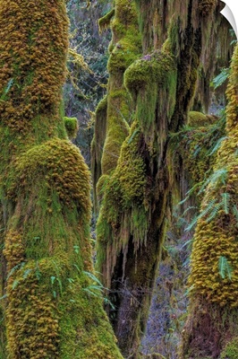 Hall Of Mosses In The Hoh Rainforest Of Olympic National Park, Washington State