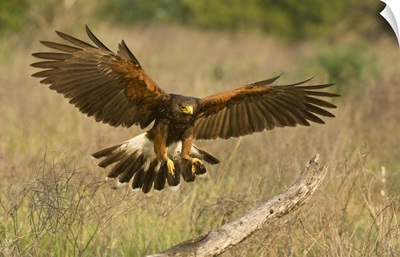 Harris Hawk in flight prepares to land on dead limb