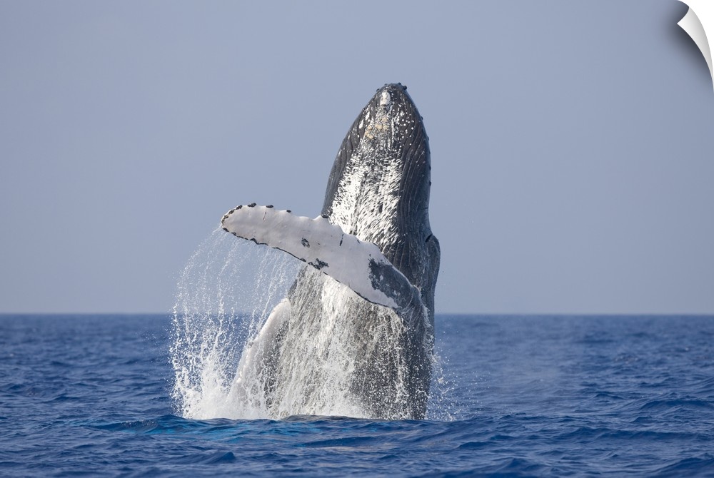 USA, Hawaii, Big Island, Humpback Whale (Megaptera novaengliae) breaching in Pacific Ocean along Kona Coast