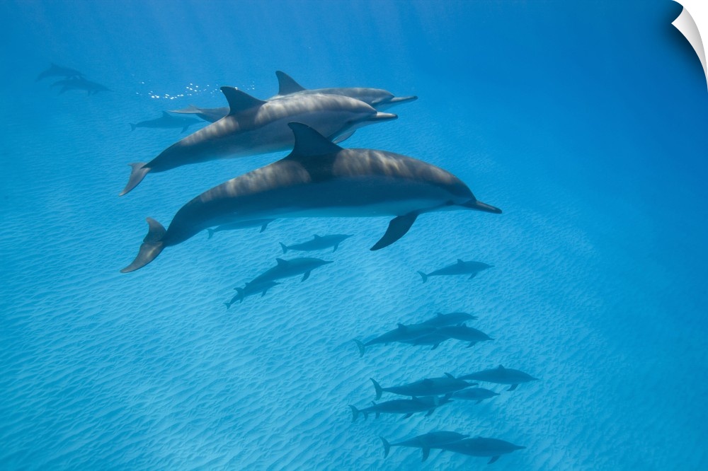 USA, Hawaii, Big Island, Underwater view of Spinner Dolphins (Stenella longirostris) in Pacific Ocean along Kona Coast