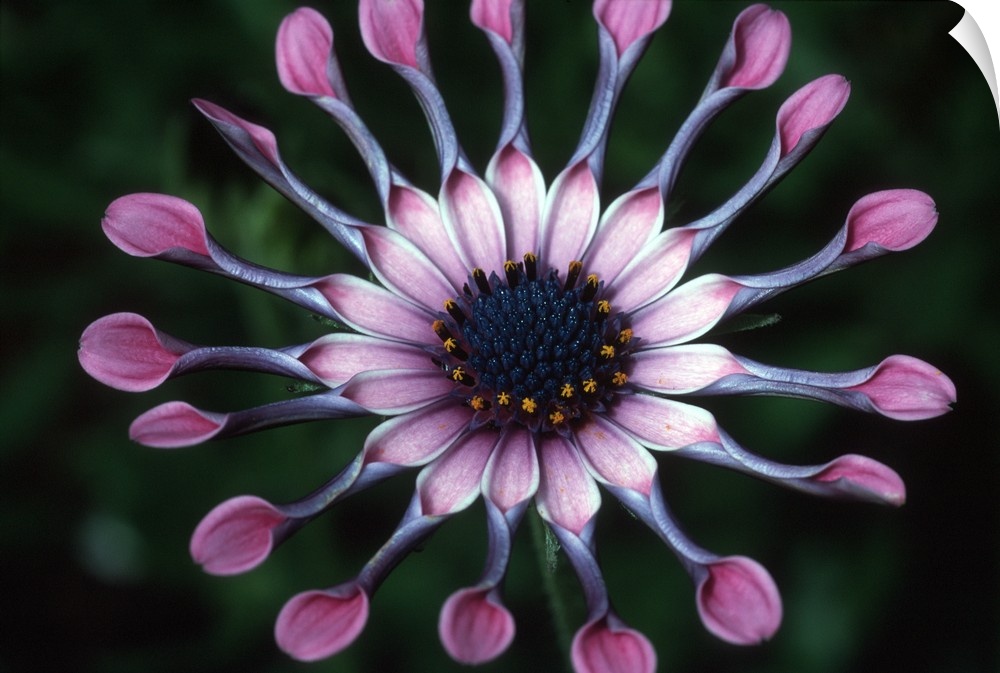 USA, Hawaii, Maui. Close-up of spoon daisy or Nasinga Purple flower (Osteospermum)