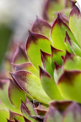 Hens And Chicks, Succulents, USA
