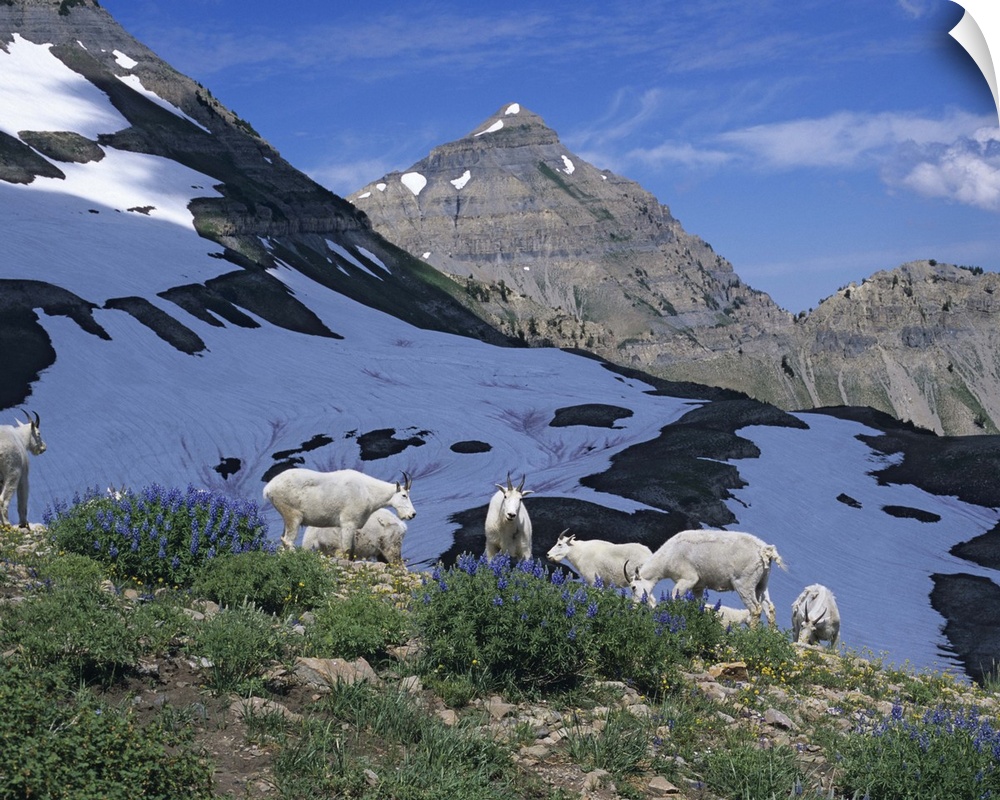 Herd of Mountain Goats (Oreamnos americanus) feed on first Lupine of the year.  Mt. Timpanogos Wilderness, Utah.