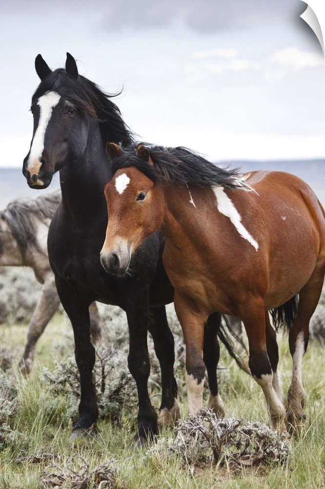Wild horses (Equus caballus) in herd at Cody, Wyoming, USA.