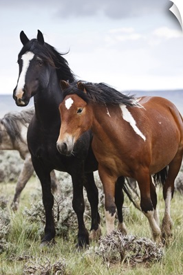 Herd of wild horses in Cody, Wyoming
