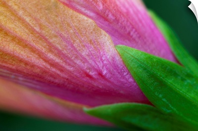 Hibiscus petal, sepal and calyx detail - Maui, Hawaii