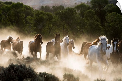Horses Running, Kicking Up Dust At Sunrise