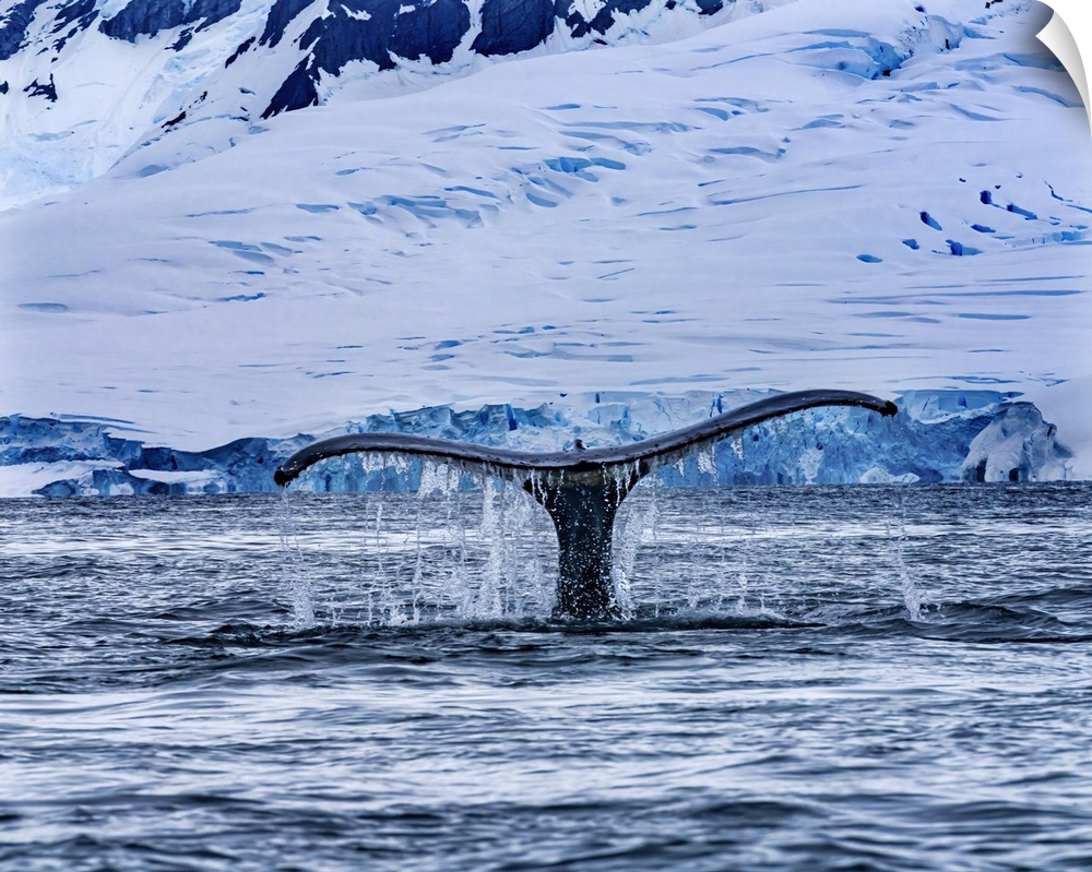 Humpback baleen whale tail chasing krill blue, Charlotte bay, Antarctica.
