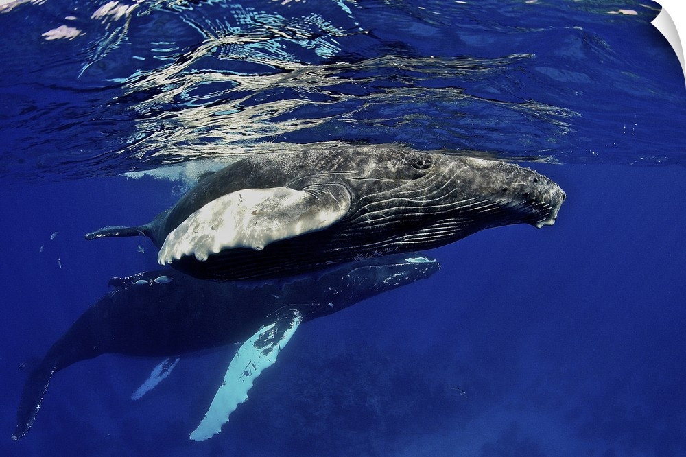 Caribbean, Greater Antilles archipelago, Domincan Republic, Silver Bank. Humpback whale calf