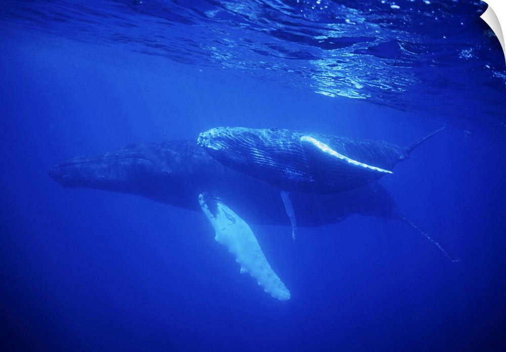 Humpback Whale, (Megaptera novaeangliae), mother and baby underwater, Silver Bank, Caribbean, Dominican Republic.