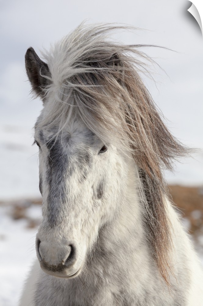 Icelandic Horse with typical winter coat, Iceland.