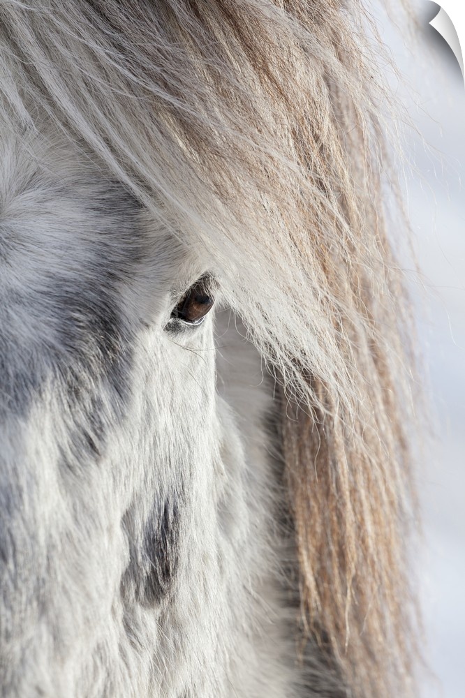 Icelandic Horse with typical winter coat, Iceland.