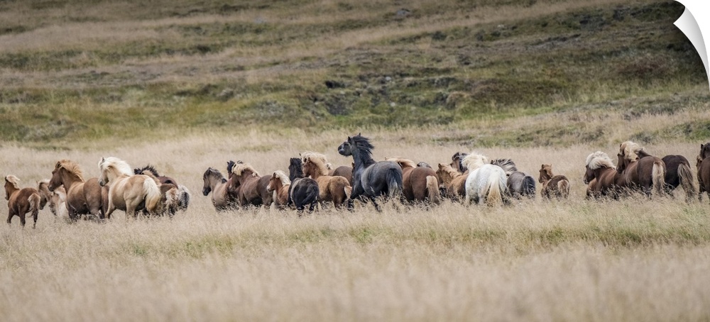 Icelandic horses are some of the most beautiful semi-free horses in the world, a special breed. These are in northwestern ...